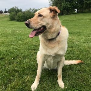 Meet your Posher, Lola